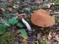 Vörös érdestinóru (Leccinum albostipitatum), Budai-hegység